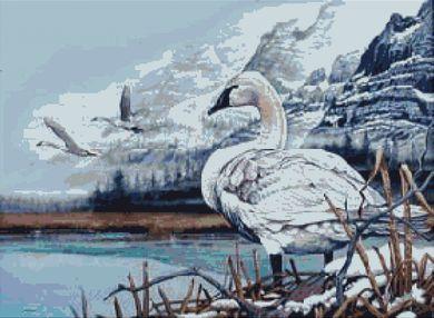(image for) Trumpeter Swans